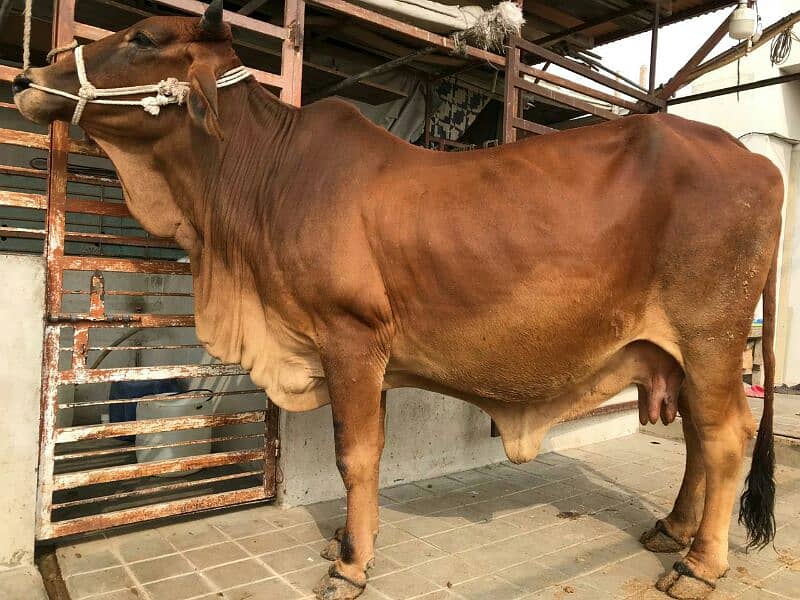 PURE SAHIWAL COW 2nd timer 0