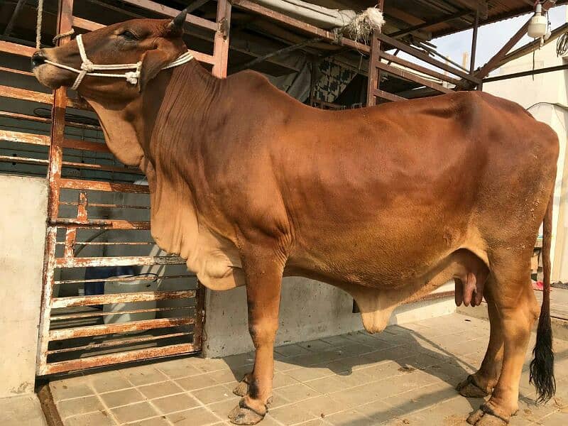 PURE SAHIWAL COW 2nd timer 1