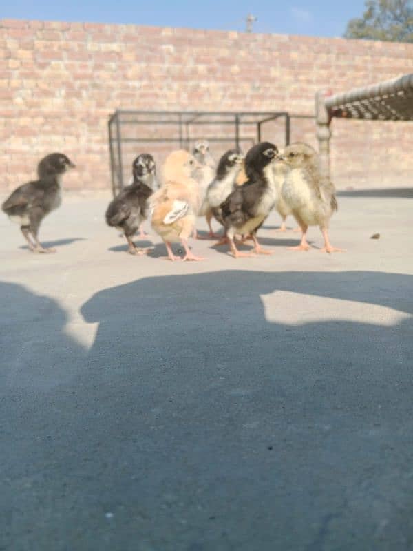 pure aseel chicks for sale price 800 par piece 10 ha 2