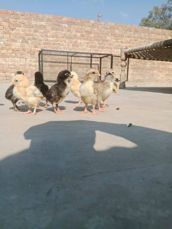 pure aseel chicks for sale price 800 par piece 10 ha 3