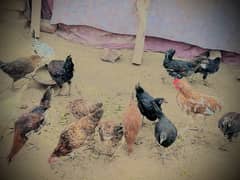 desi murgia for sell