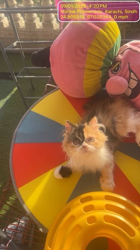 calico Persian female kitten 2.5 months 0