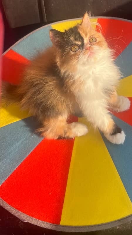 calico Persian female kitten 2.5 months 1