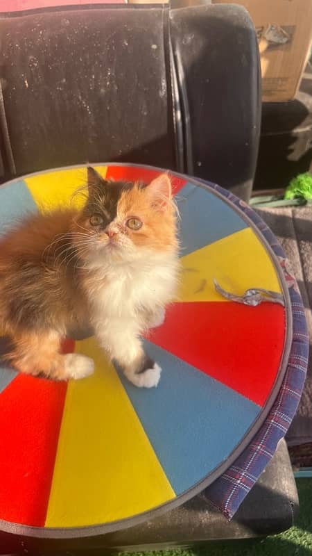 calico Persian female kitten 2.5 months 2