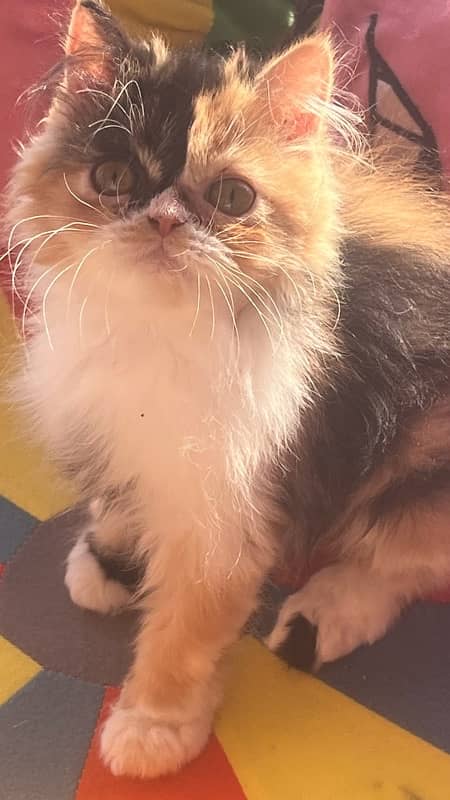 calico Persian female kitten 2.5 months 3