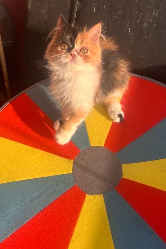 calico Persian female kitten 2.5 months 4