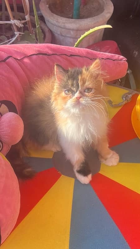 calico Persian female kitten 2.5 months 7