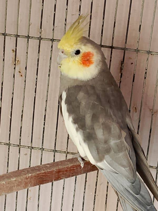 cocktail male 1