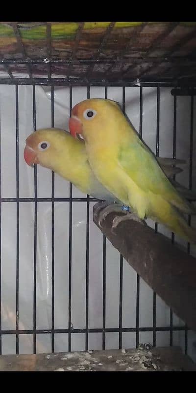 Decino and Pastel eno breeder 0