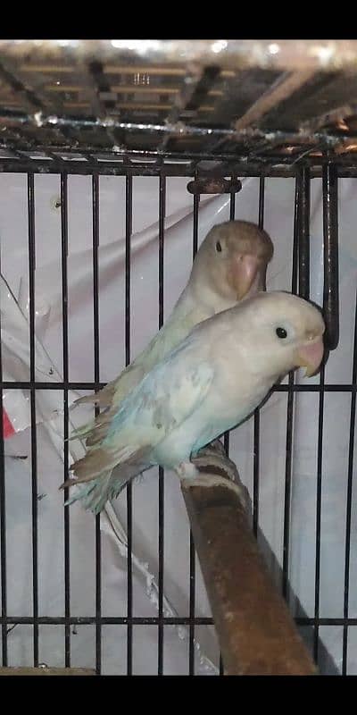 Decino and Pastel eno breeder 3