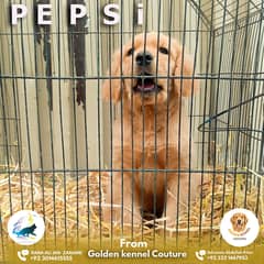 Golden Retriever imported bloodline puppy 03014615555