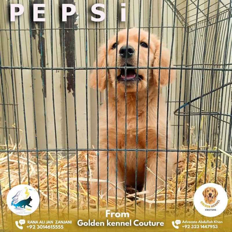 Golden Retriever imported bloodline puppy 03014615555 0