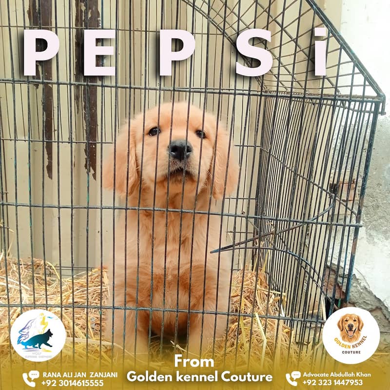 Golden Retriever imported bloodline puppy 03014615555 2