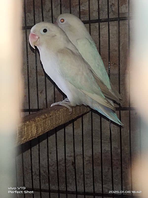 Albino Red Eyes Female & Split Male 0