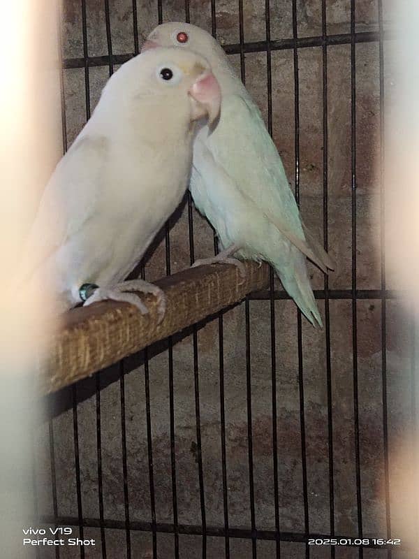 Albino Red Eyes Female & Split Male 1