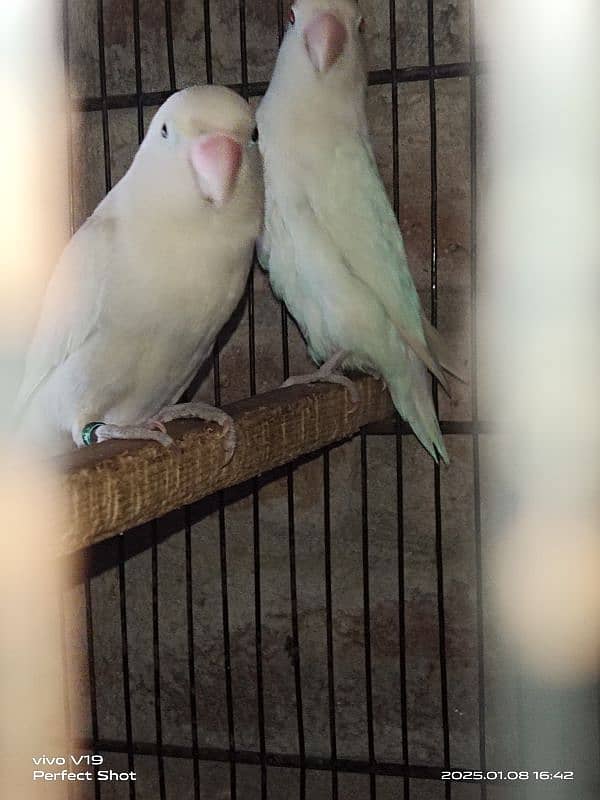 Albino Red Eyes Female & Split Male 3