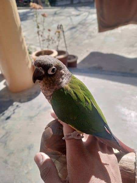 Green-cheeked parakeet 0