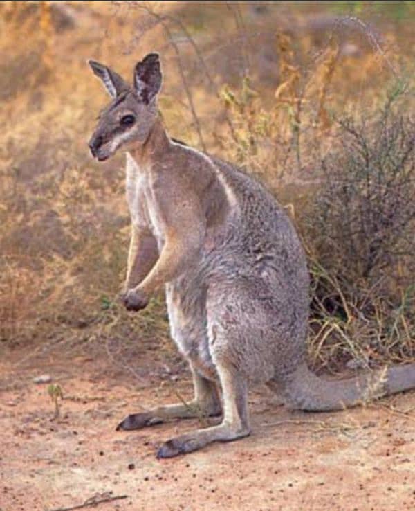 wallaby 2