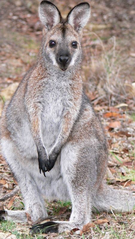 wallaby 3