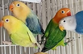 All love birds pairs available.