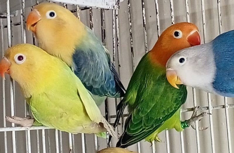 All lovebird Aqua+yellow face+dunfellow +pale fellow 2