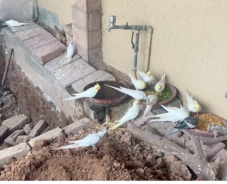 11 Cockatiels pairs, Rs. 6000/pair 0