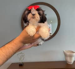 Shihtzu available