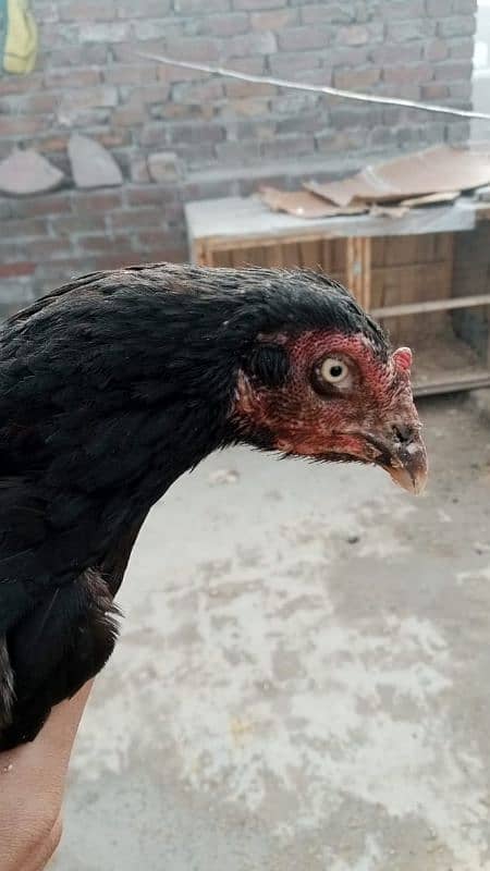 pure aseel hen for. sale 0320-849131two 1