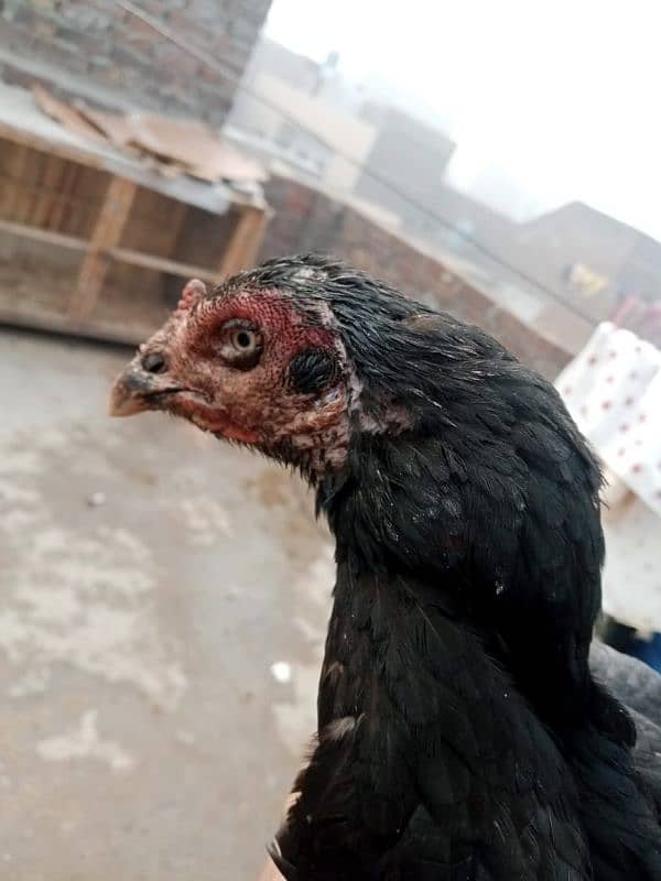 pure aseel hen for. sale 0320-849131two 2