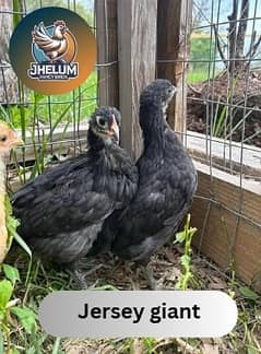 Jersey giant | Ayam Cemani black tongue | Heritage chicks | australorp