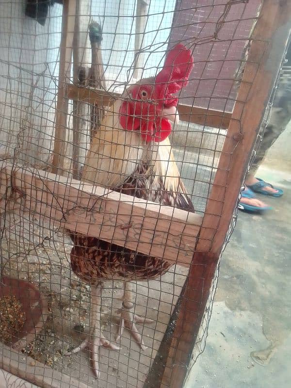 murghi murghi chick argent sale 4