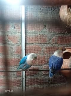 urgent sale blue fisher or rozi coli or cage