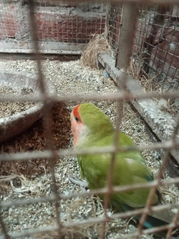 urgent sale blue fisher or rozi coli or cage 1