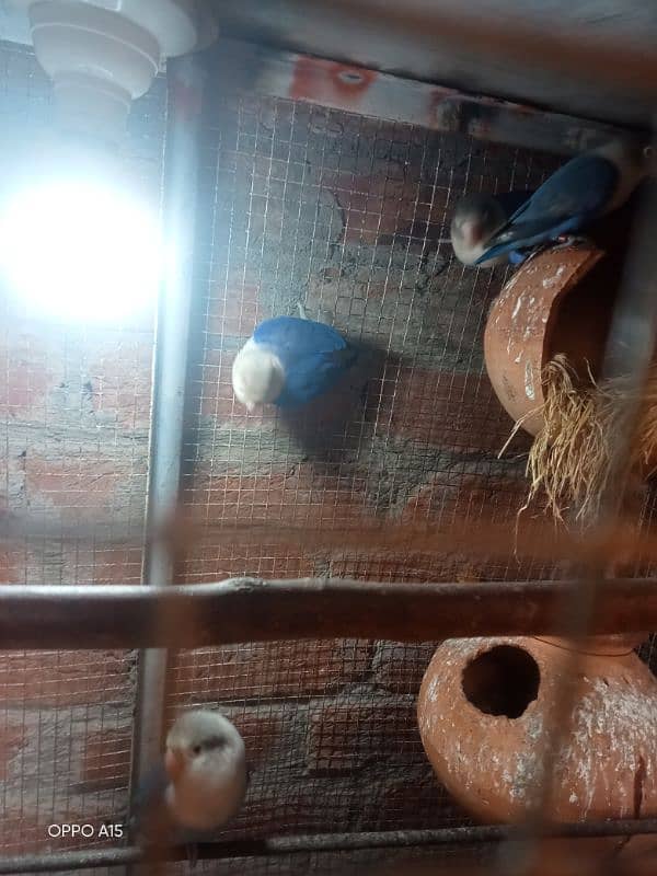 urgent sale blue fisher or rozi coli or cage 2