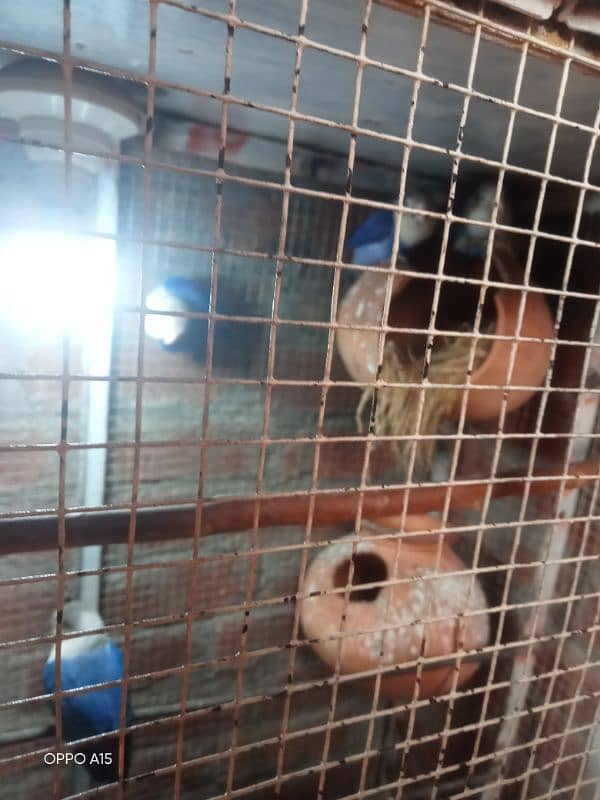 urgent sale blue fisher or rozi coli or cage 4