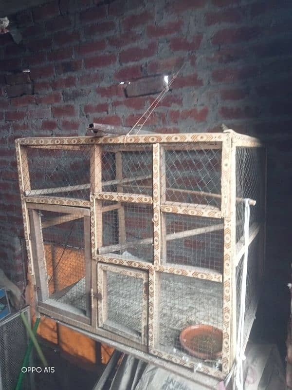 urgent sale blue fisher or rozi coli or cage 6