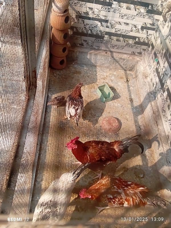 3 Desi Cock and 1 hen 1