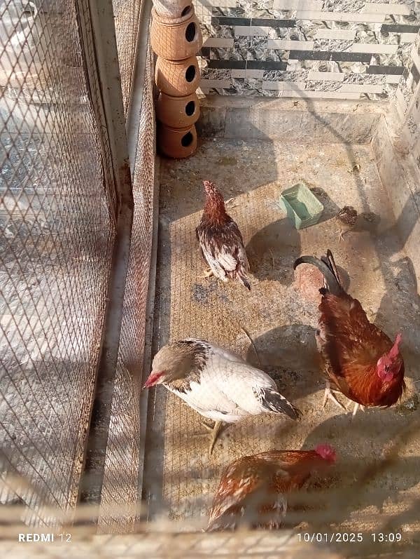 3 Desi Cock and 1 hen 2