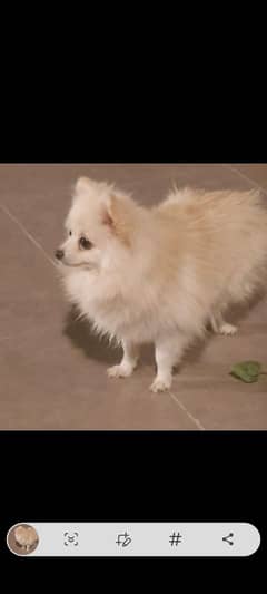 pomeranian