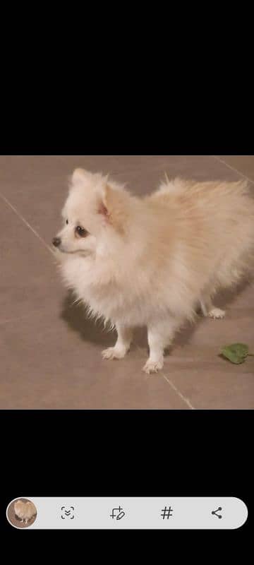 pomeranian pair for sale 0