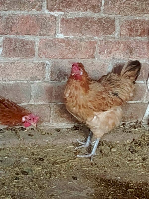 egg laying hens 2 female 1male 4