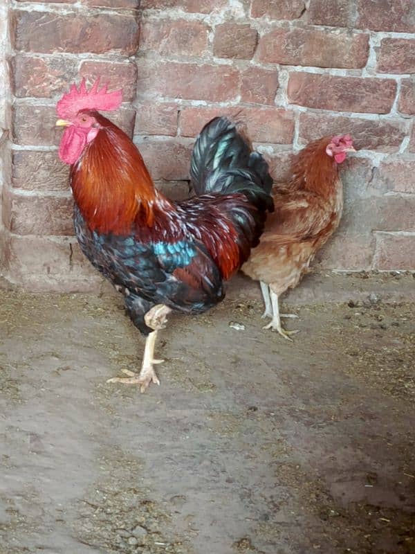 egg laying hens 2 female 1male 5