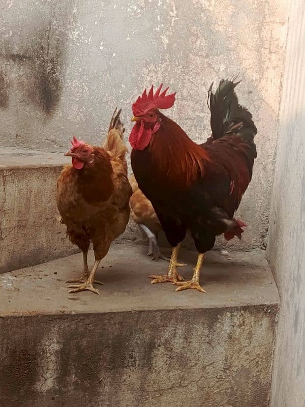 egg laying hens 2 female 1male 6