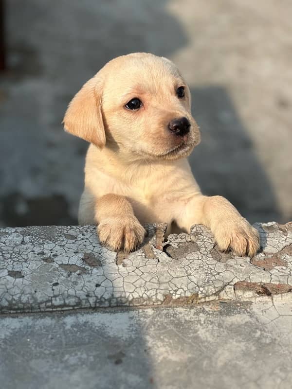 Labrador dog | labra puppies | Labrador puppy | British Labrador Pups 0