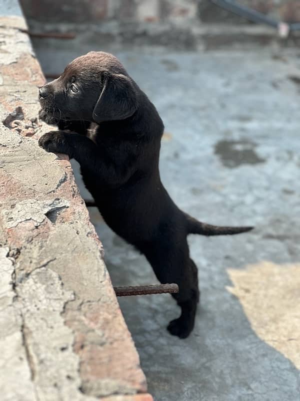 Labrador dog | labra puppies | Labrador puppy | British Labrador Pups 1