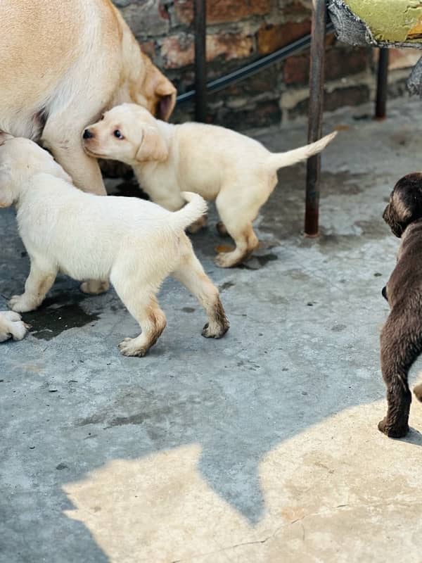 Labrador dog | labra puppies | Labrador puppy | British Labrador Pups 2