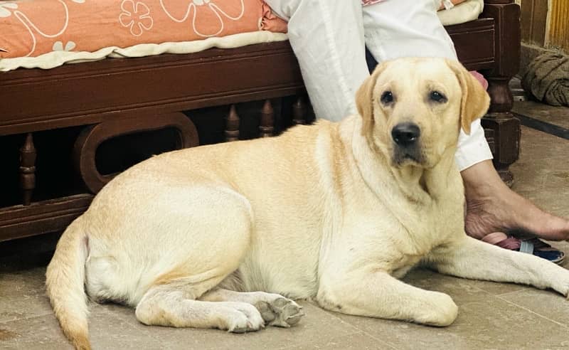 Labrador dog | labra puppies | Labrador puppy | British Labrador Pups 3