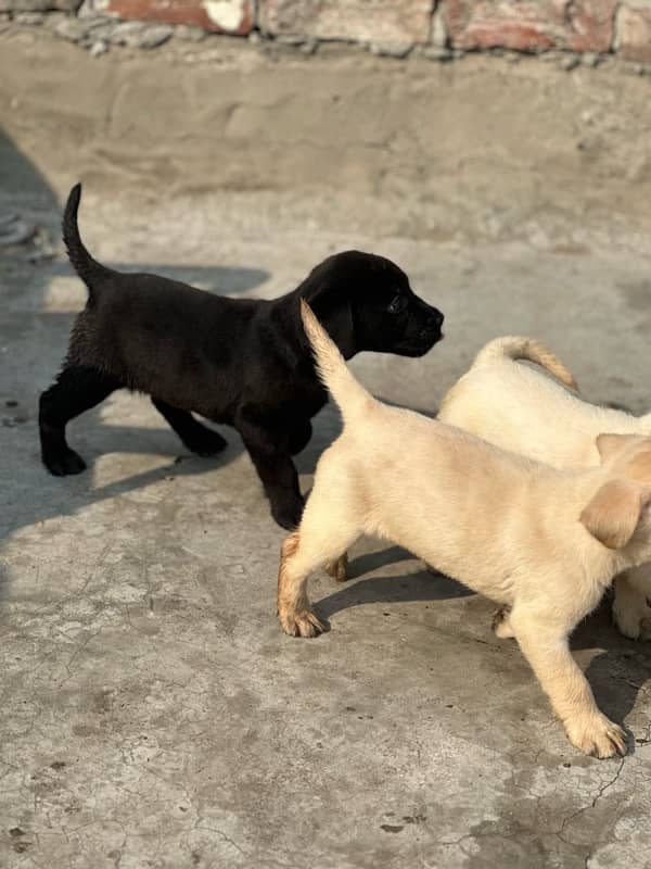 Labrador dog | labra puppies | Labrador puppy | British Labrador Pups 6