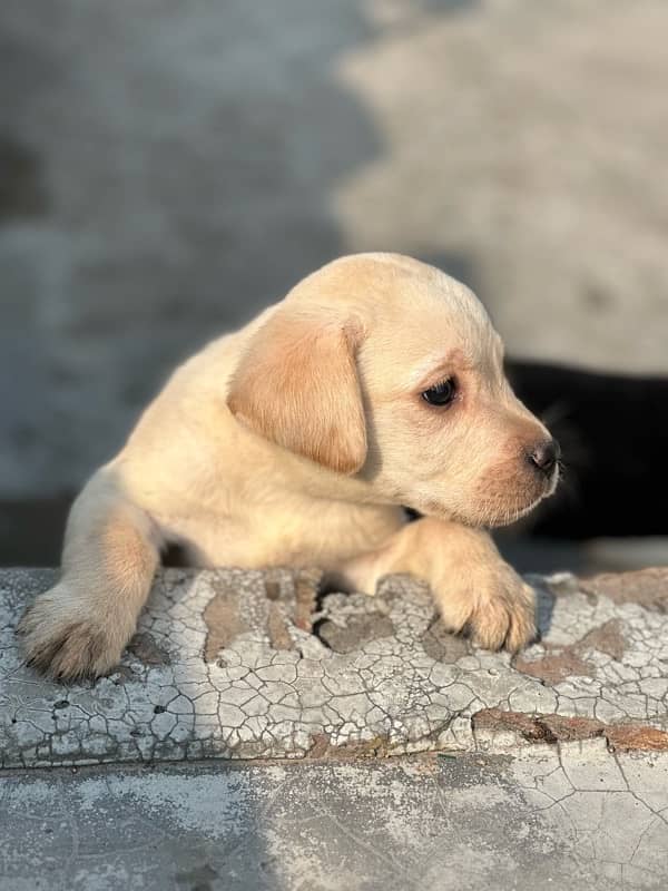 Labrador dog | labra puppies | Labrador puppy | British Labrador Pups 8