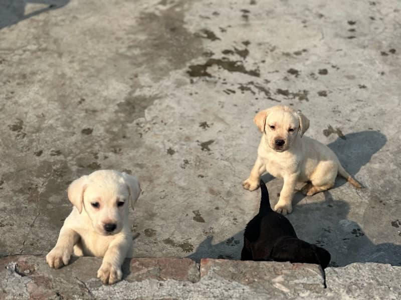 Labrador dog | labra puppies | Labrador puppy | British Labrador Pups 9